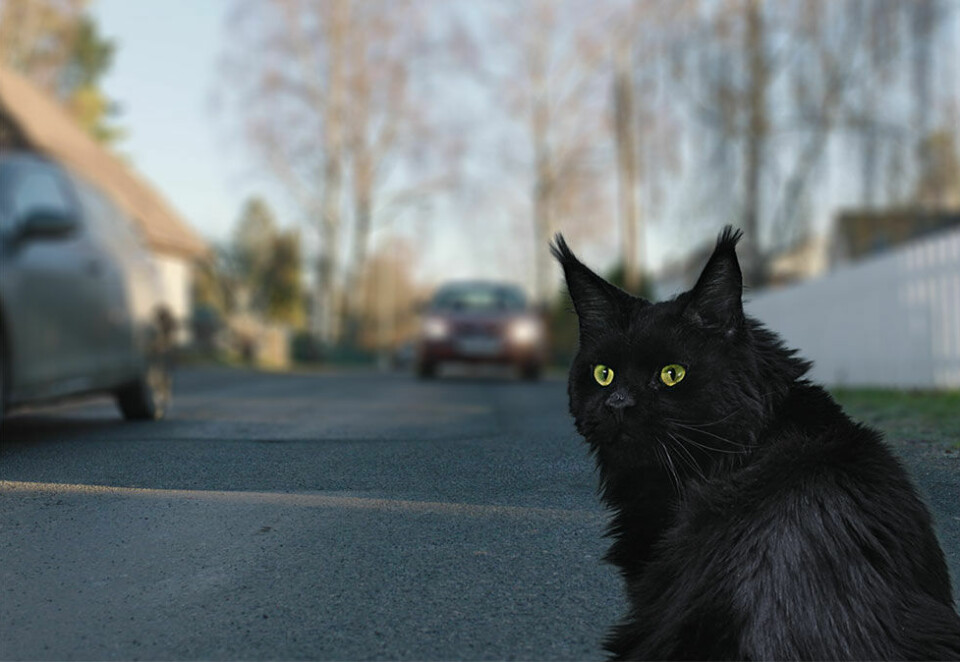Avdeling Svarte Katter