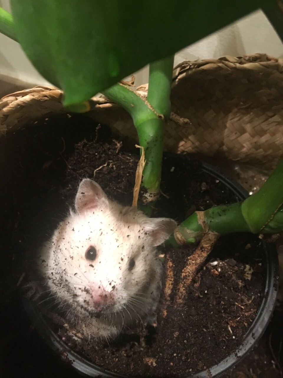 Nils Sejersted velger bilde av hamster på rømmen. Lykkes den blir den et 2017-fenomen for familien.