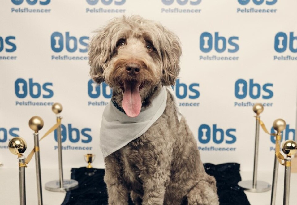 Pelsfluencer: Obs er i gang med en ny dyre-kampanje og har satt en ny gruppe influencere i sentrum. - Vi har tatt influencer-verden litt på kornet gjennom å kalle dyrene for pelsfluencere., sier Stine Sjølie, markedssjef i Obs.