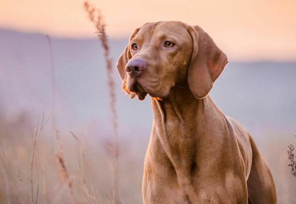 Eukanuba går til OH MY
