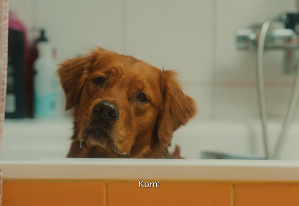 Lotto går til hundene i ny reklamefilm