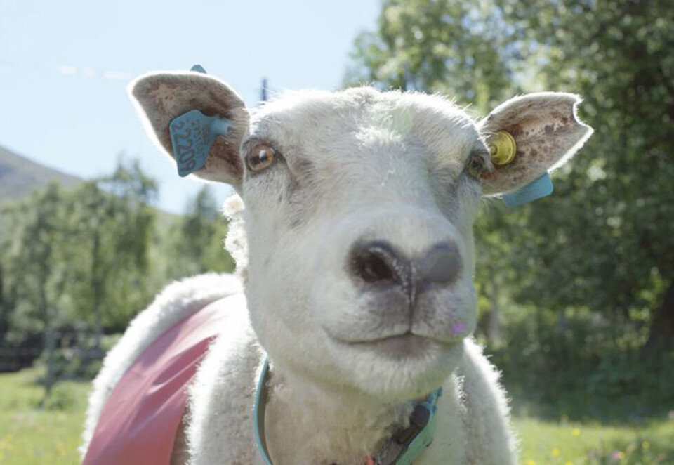 Ny reklamehelt: Ikke bli overrasket om sauen Lars dukker opp i din Facebook-feed. Han er en av fem sauer som Visit Norway har håndplukket til å vise turister Norge fra sine perspektiv. Foto: Visit Norway.