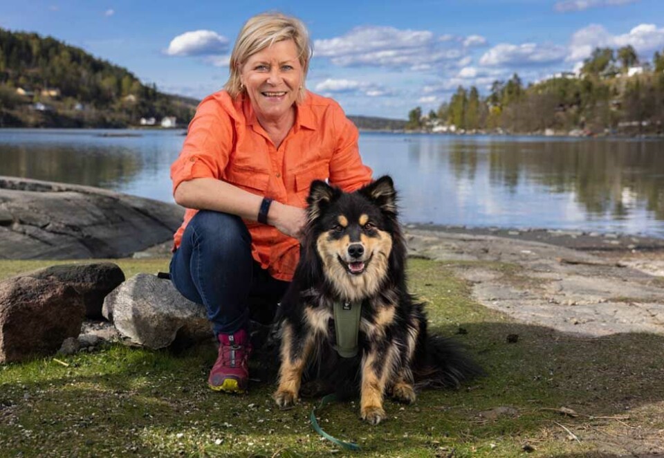 Siv og Karma: Siv Jensen har gitt seg i politikken og kastet seg ut i en karriere som innebærer både styreverv og TV-opptredener. Nå skal hun være med som en av seks hundeeiere i det nye TV-programmet «Gi labb». Her vår tidligere finansminister sammen med hunden Karma som er en finsk lapphund.