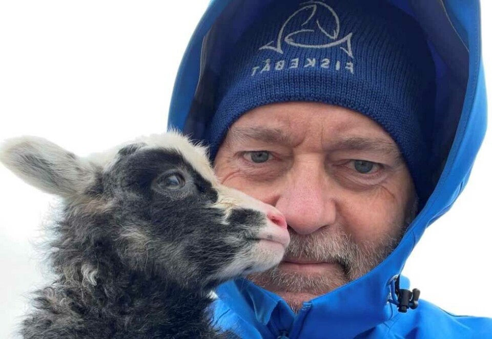 Lamming: Jan-Erik Larsen driver en villsaugård på Smøla og stod opptatt med lamming når Kampanje tok kontakt med PR-rådgiveren i helgen. Han sier både maten til sommerfesten og pinnekjøttet til jul er sikret. – Det blir Smøla-produkter fra Villsaubutikken. Frykt ikke, sier Larsen. Foto: Villsaubutikken.