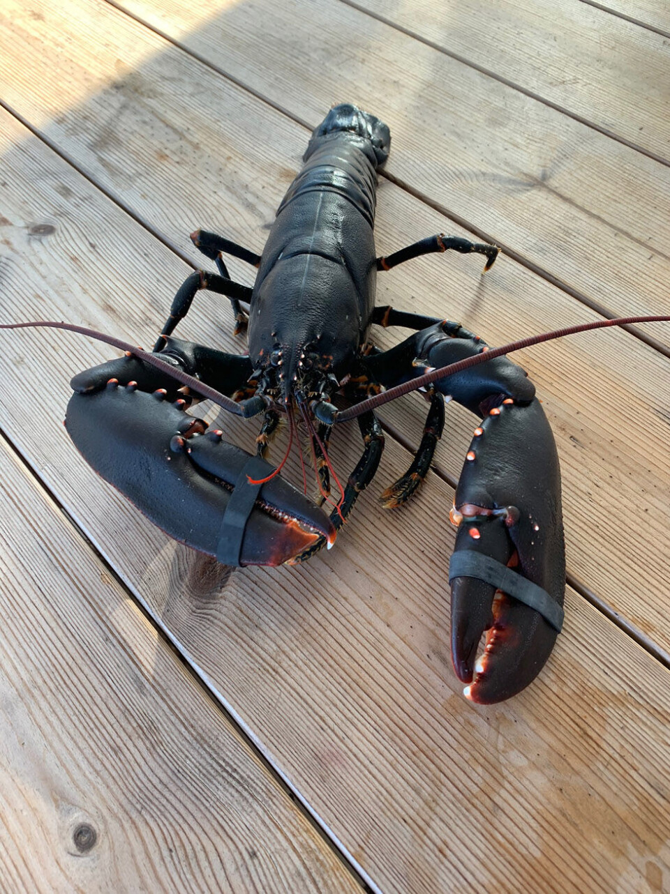 Rekordfangst: - 2019 må vel sies å være året for de store fangstene. Ikke bare tar utendørs store markedsandeler. JCDecaux tar godt for seg og vokser kraftig. Sist, men ikke minst var årets hummerfiske i Kragerø helt fantastisk. Etter å ha vært den glade amatøren med begrenset kunnskap og fiskelykke, slo det endelig til i år. Rekordfangst både i mediemarkedet og i hummerfisket. Foto: Privat