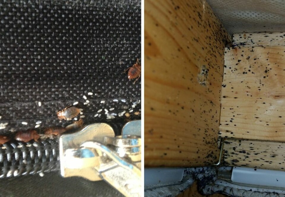 Vanskelig å bli kvitt: Har man først fått veggedyr i hus, må man ofte søke hjelp av skadedyrkontroll. Foto: Dogpoint / Tor Iljar